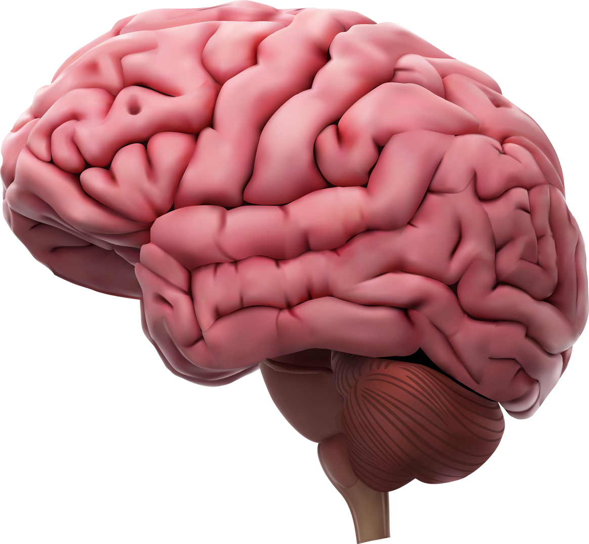 3d Human Brain Anatomy Model